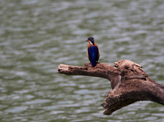 Corythornis vintsioides