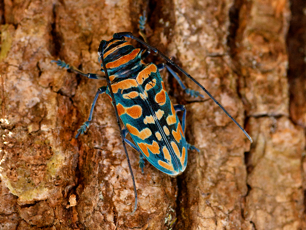 Jewel Longhorn Beetle (Sternotomis bohemani) · iNaturalist
