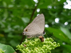 Deudorix epijarbas menesicles