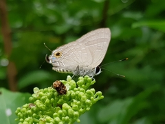 Deudorix epijarbas menesicles