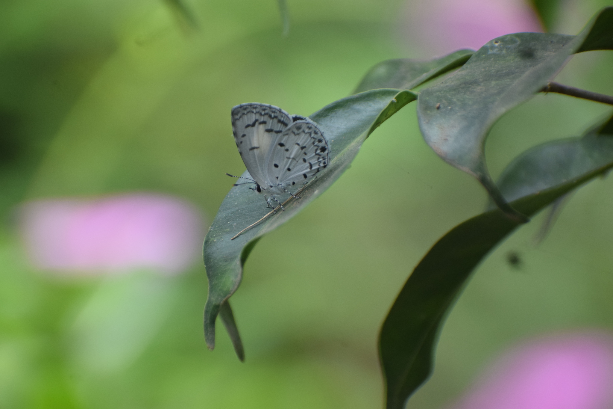 Common Hedge Blue