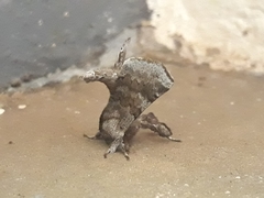 Apatelodidae