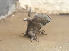 Apatelodidae