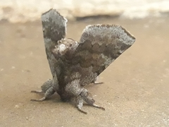 Apatelodidae