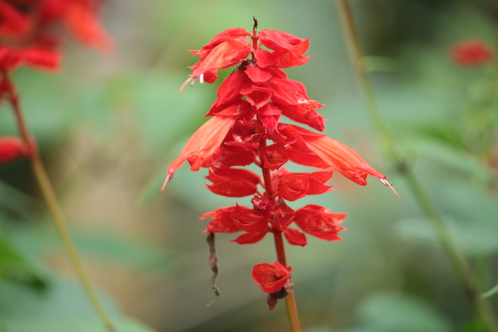 Salvia splendens