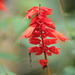 Scarlet Sage - Photo (c) Gabrielly Benaducci Tolentino, some rights reserved (CC BY-NC), uploaded by Gabrielly Benaducci Tolentino