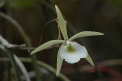 Brassavola