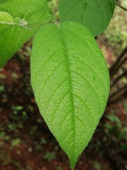 Croton alamosanus
