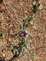 Malva subovata bicolor