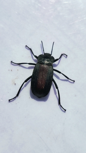 Red-backed Darkling Beetle photo 4
