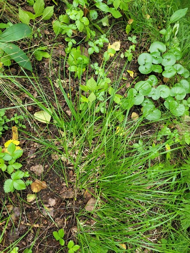 Наблюдение на iNaturalist