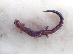 Plethodon cinereus image