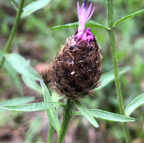 Lesser knapweed (Centaurea nemoralis)