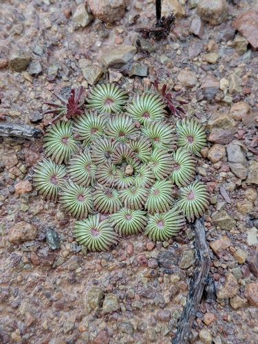 Oxalis palmifrons, photograph 4