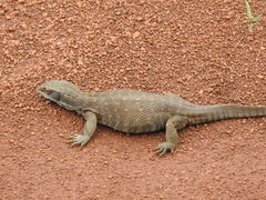 Varanus exanthematicus