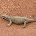 Savannah Monitor - Photo (c) Steven Schulting, some rights reserved (CC BY-NC)