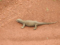 Varanus exanthematicus