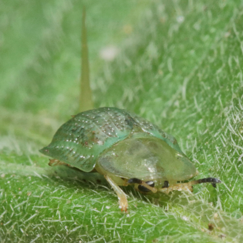 Eggplant Tortoise Beetle photo 4
