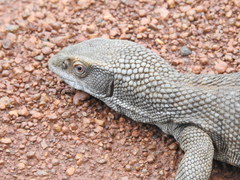 Varanus exanthematicus