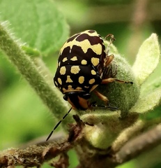Orsilochides scurrilis