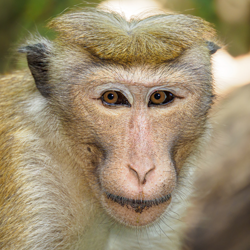 Toque Macaque, Sri Lanka, photo 8 of 10