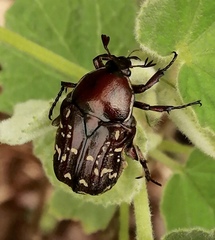 Euphoria leucographa