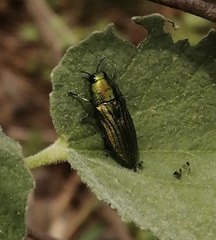 Agaeocera scintillans
