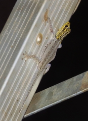 Lygodactylus picturatus