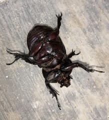 Homophileurus luedeckei