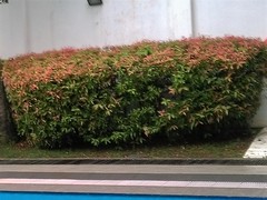 Syzygium myrtifolium