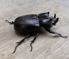 Homophileurus luedeckei