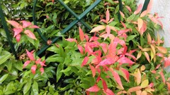 Syzygium myrtifolium