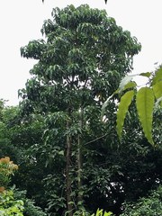 Aleurites moluccanus