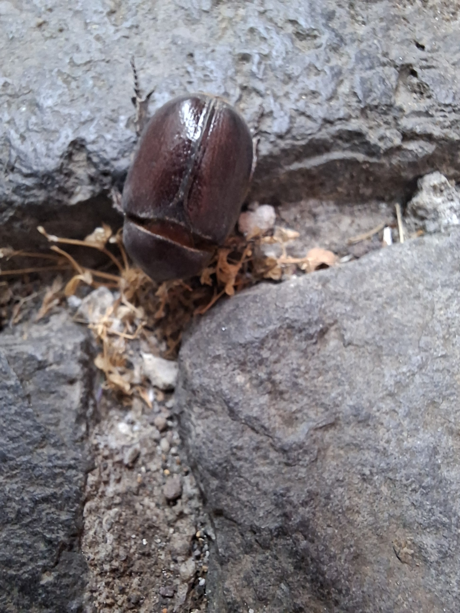 Escarabajo Rinoceronte Menor