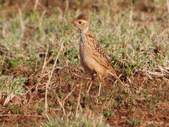 Heteromirafra archeri