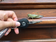 Anacridium aegyptium