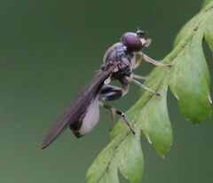 Sphegina