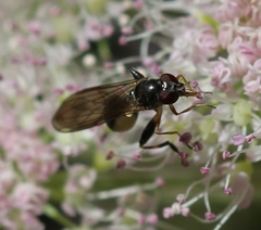 Sphegina