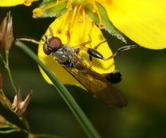 Sphegina