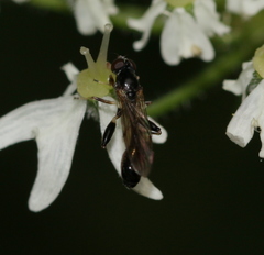 Sphegina