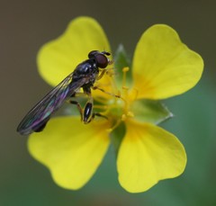 Sphegina