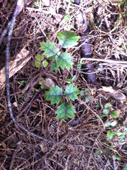 Rubus australis