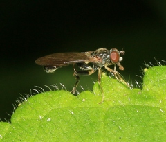 Sphegina