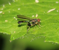 Sphegina