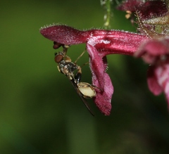 Sphegina