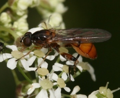 Sphegina sibirica