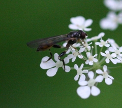 Sphegina elegans