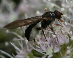 Sphegina