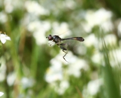 Sphegina sibirica