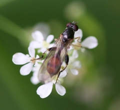 Sphegina elegans